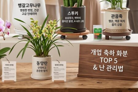 개업 축하 화분 추천 TOP 5 및 난 종류별 관리법