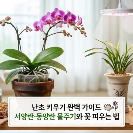 난초 키우기 완벽가이드 서양란 동양란 물주기방법과 다시 꽃피우는 법