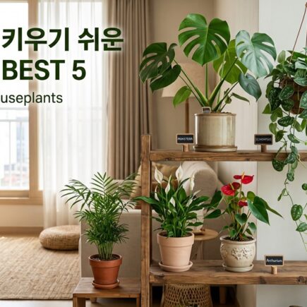 실내에서 키우기 쉬운 반려식물 꽃 추천 BEST 5