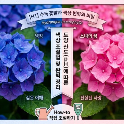 수국 꽃말의 진정한의미 색상변화를 만드는 과학적원리 상황별 수국선물 노하우