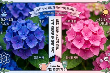 수국 꽃말의 진정한의미 색상변화를 만드는 과학적원리 상황별 수국선물 노하우