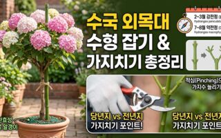 수국 외목대 수형잡기 및 가지치기 총정리