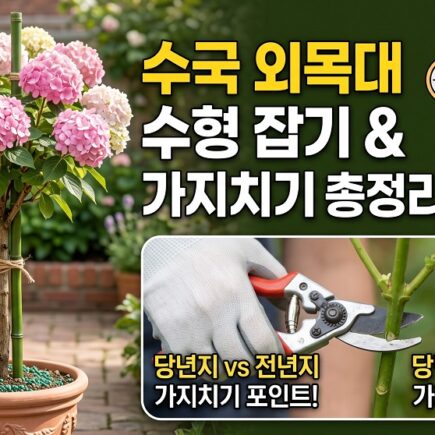 수국 외목대 수형잡기 및 가지치기 총정리