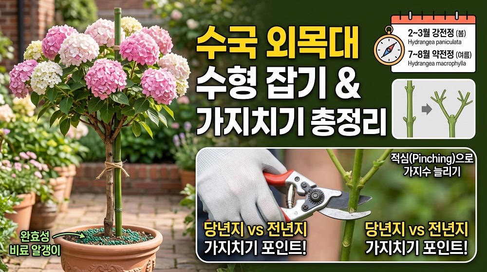 수국 외목대 수형잡기 및 가지치기 총정리