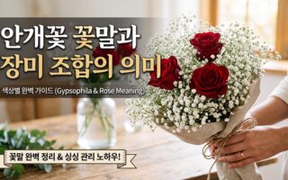 안개꽃 꽃말 장미 조합의 의미 색상별 완벽가이드
