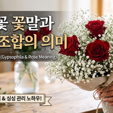 안개꽃 꽃말 장미 조합의 의미 색상별 완벽가이드