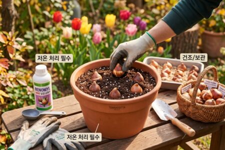 튤립 구근 심는시기 및 소독 보관법 총정리