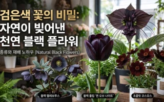 검은색 꽃의 비밀 자연이 빚어낸 천연 블랙 플라워 종류와 재배 노하우
