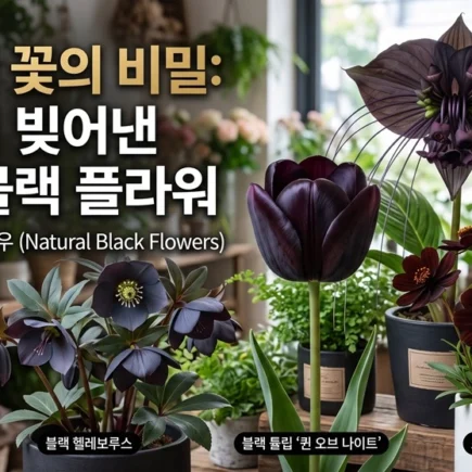 검은색 꽃의 비밀 자연이 빚어낸 천연 블랙 플라워 종류와 재배 노하우