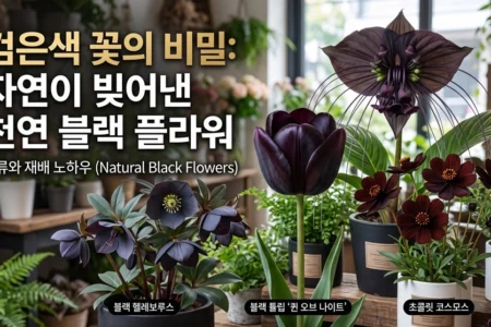 검은색 꽃의 비밀 자연이 빚어낸 천연 블랙 플라워 종류와 재배 노하우