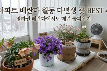 영하권 베란다에서도 매년 꽃피우는 다년생 화초 키우기 가이드