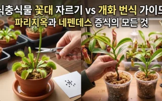 식충식물 꽃대 자르기 개화 번식 가이드 파리지옥과 네펜데스 증식의 모든것
