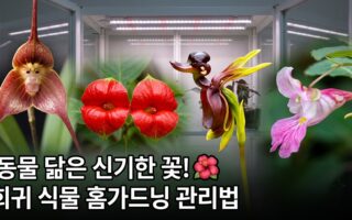 동물이나 사물을닮은 신기한꽃 종류 및 희귀식물 홈가드닝 관리가이드