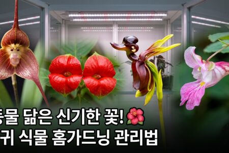 동물이나 사물을닮은 신기한꽃 종류 및 희귀식물 홈가드닝 관리가이드