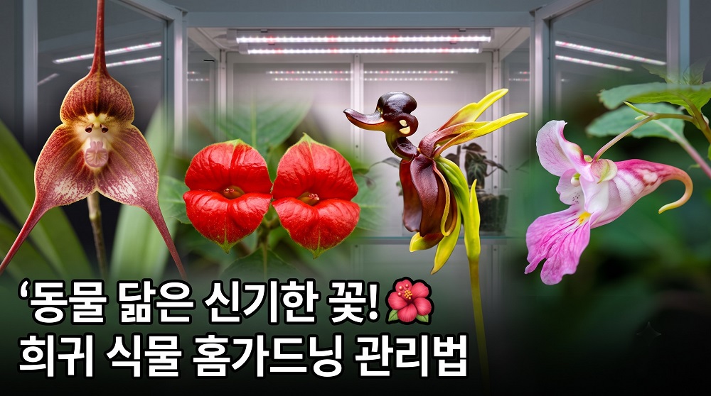 동물이나 사물을닮은 신기한꽃 종류 및 희귀식물 홈가드닝 관리가이드