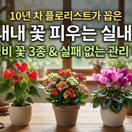 1년내내 꽃 피우는 실내 화분 추천 플로리스트가 꼽은 가성비 꽃 3종 관리비법