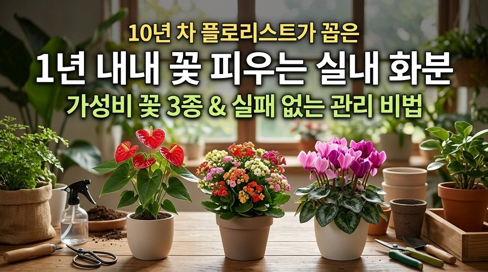1년내내 꽃 피우는 실내 화분 추천 플로리스트가 꼽은 가성비 꽃 3종 관리비법