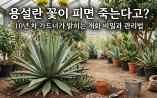 용설란 꽃이피면 죽는다고? 개화 비밀과 관리법