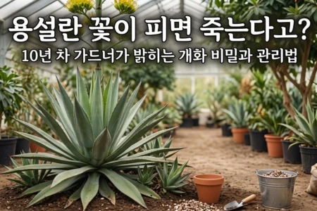 용설란 꽃이피면 죽는다고? 개화 비밀과 관리법