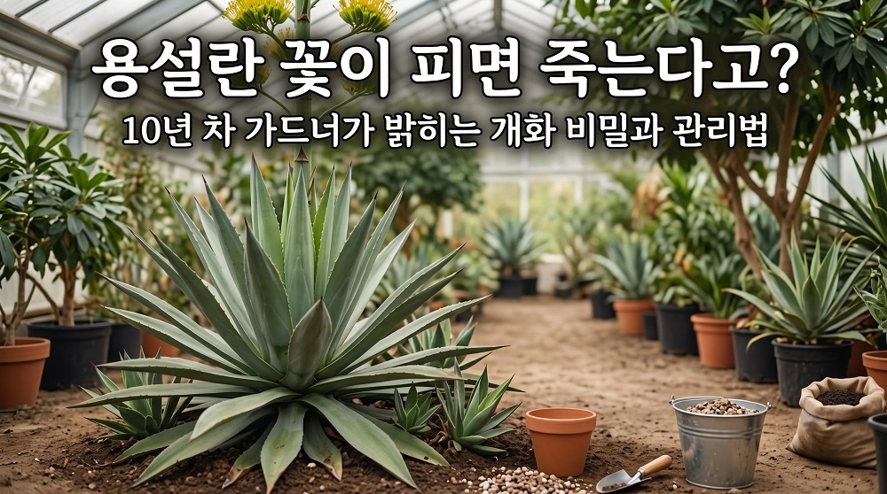 용설란 꽃이피면 죽는다고? 개화 비밀과 관리법