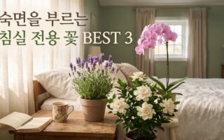 침실에 두면 숙면에 좋은 향기나는 꽃 BEST 3