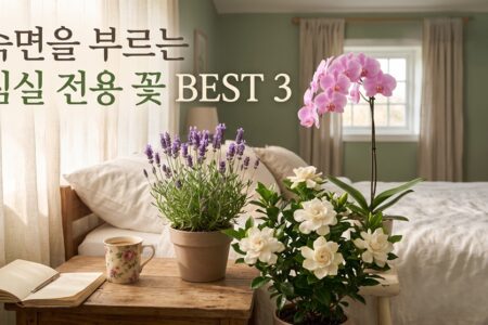 침실에 두면 숙면에 좋은 향기나는 꽃 BEST 3