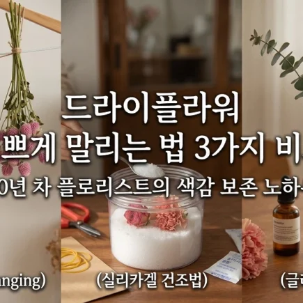 드라이플라워 예쁘게 말리는법 3가지 비교 색감 보존 노하우