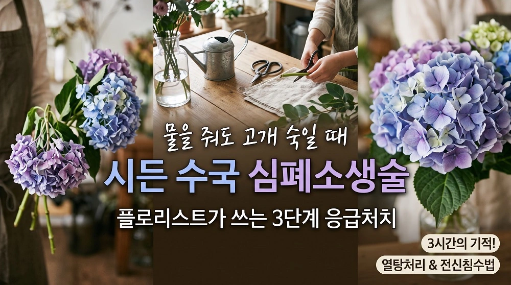 시든 수국 심폐소생술 물을 줘도 고개 숙일때 3단계 응급처치