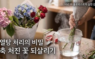 축 처진 꽃 되살리는 줄기 열탕 처리(Boiling) 실전 검증