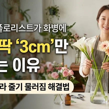 카라 거베라 줄기 물러짐 화병에 물을 3cm만 채우는 이유
